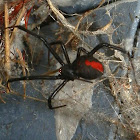 Redback Spider - female