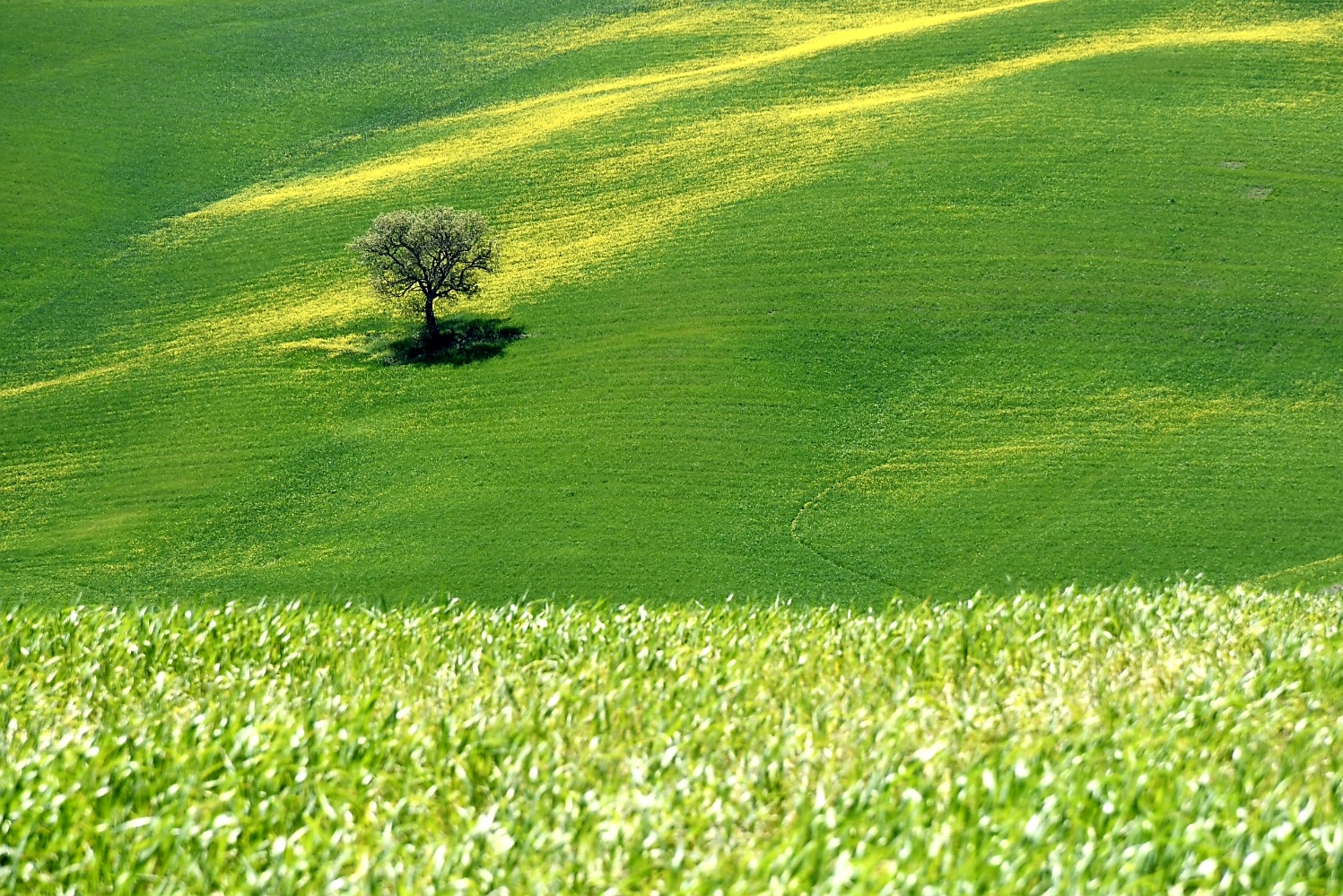 Albero di Giomi