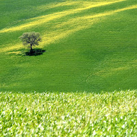 Albero di Giomi