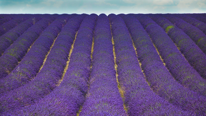 Lavanda di mill