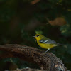 Blue-winged Warbler