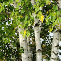 Paper Birch