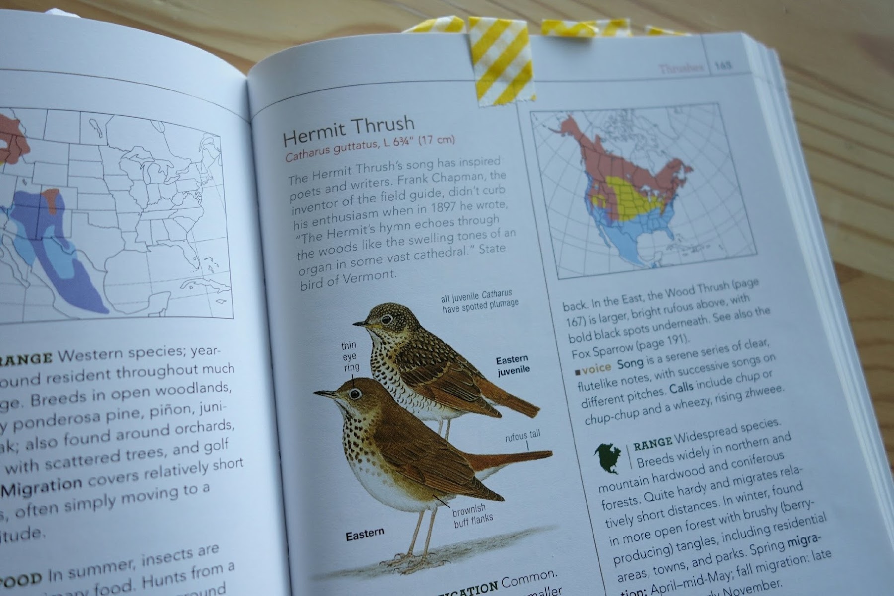 Hermit Thrush