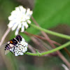 Syrphid Fly