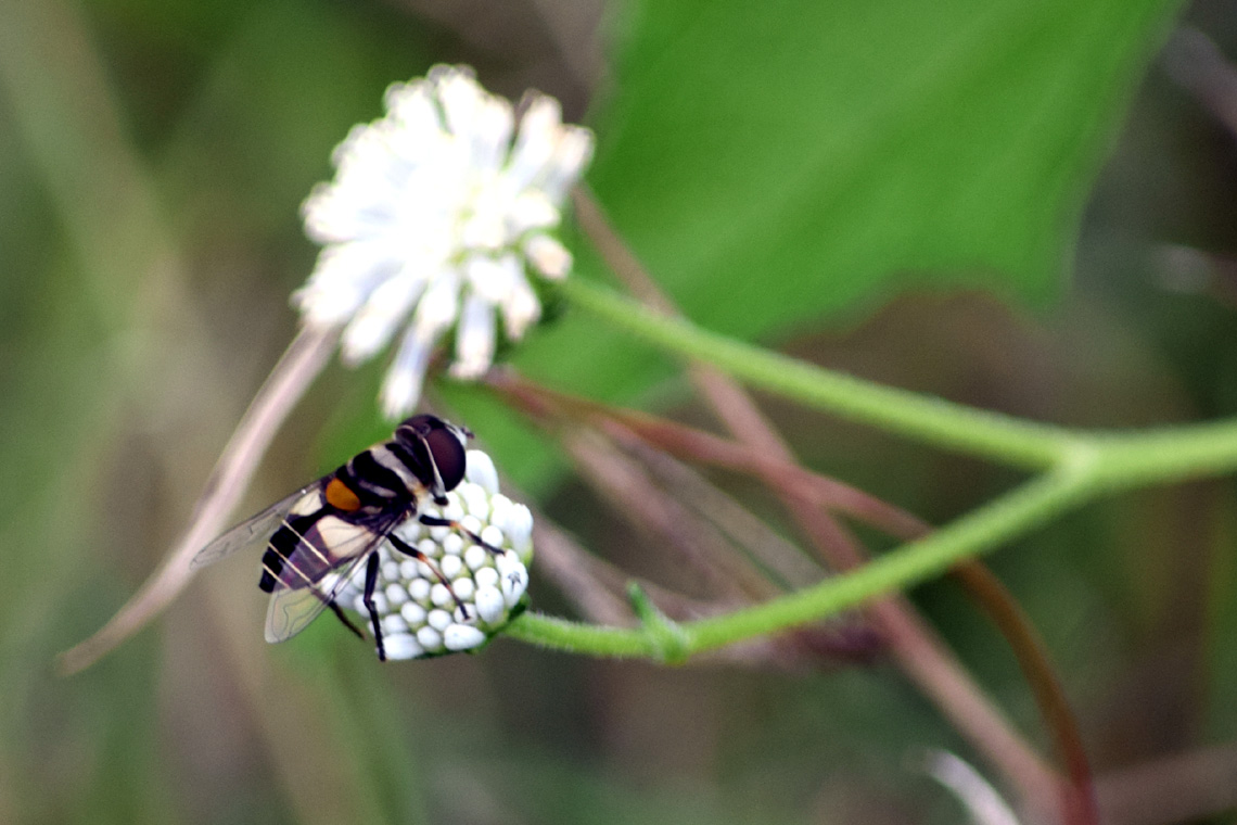 Syrphid Fly