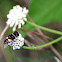 Syrphid Fly