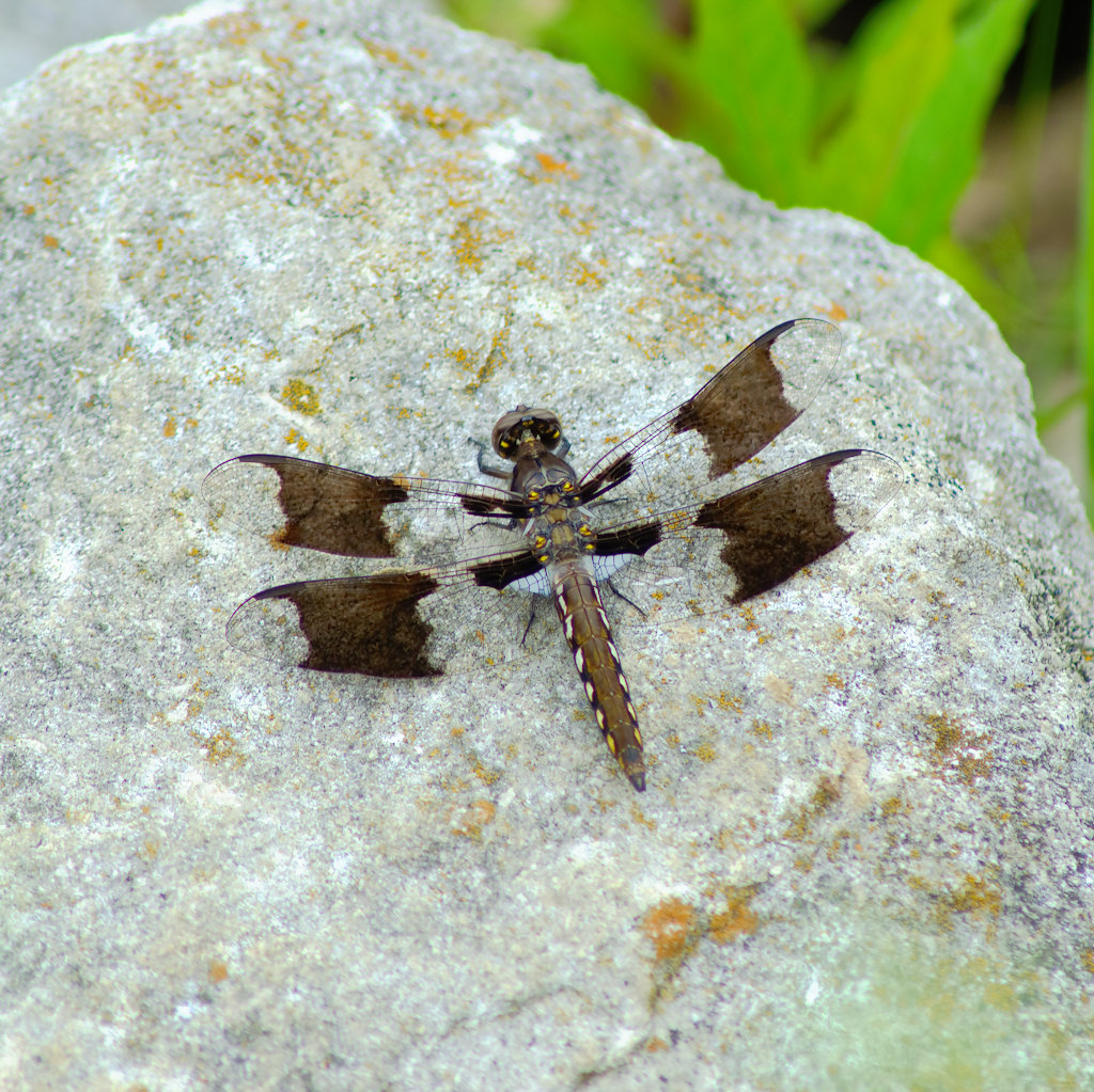 Common Whitetail