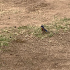 Western Bluebird