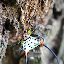 Long Horned Orb Weaver