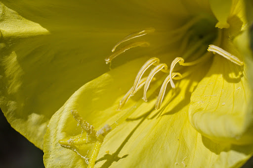 Oenothera glazioviana