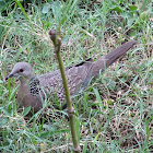 Spotted Dove