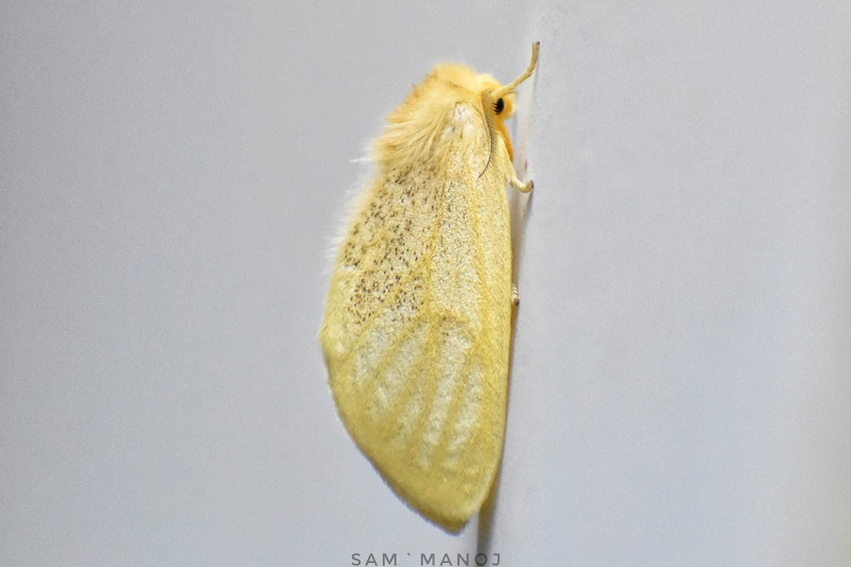 Clearwing Tussock Moth / Banyan Tussock Moth (female)