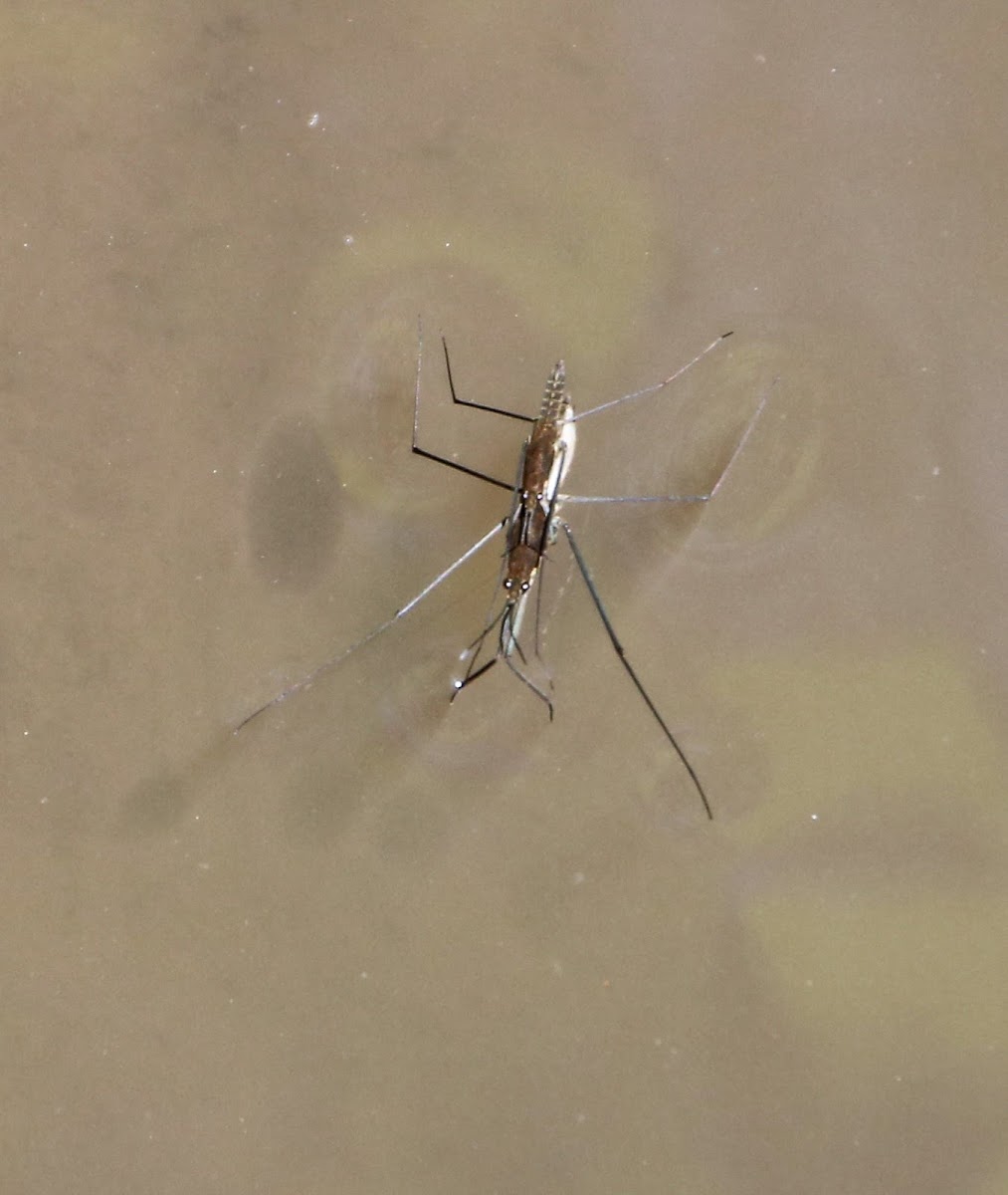 Common Water Strider