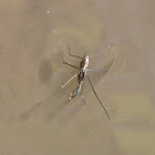 Common Water Strider