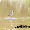 Black-necked Stilt