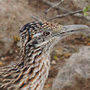 Greater Roadrunner