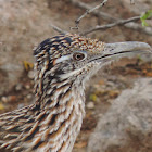 Greater Roadrunner