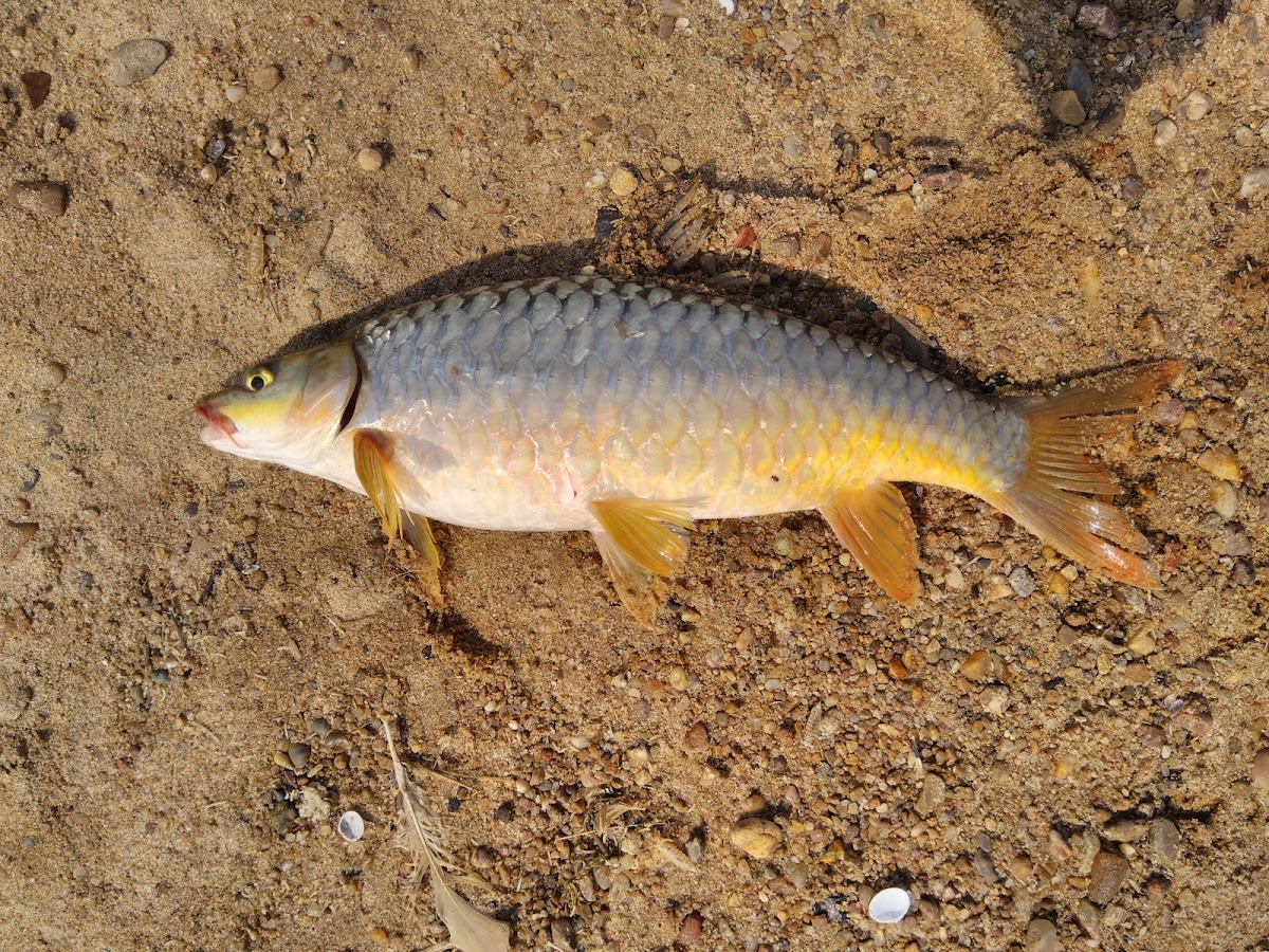 Tor Mahseer