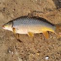 Tor Mahseer