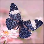 Beautiful Butterfly Wallpapers Apk