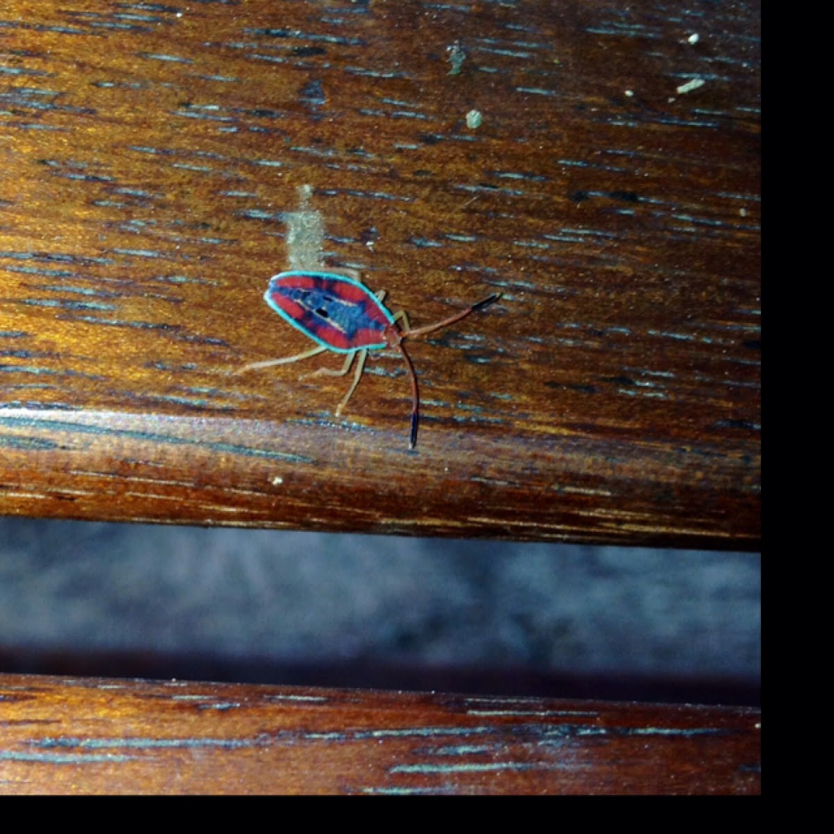 Giant shield bug nymph