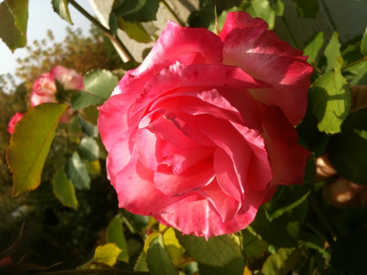 Rosa d'autunno di pauline