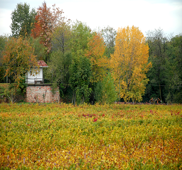 I colori dell autunno di maxnikon