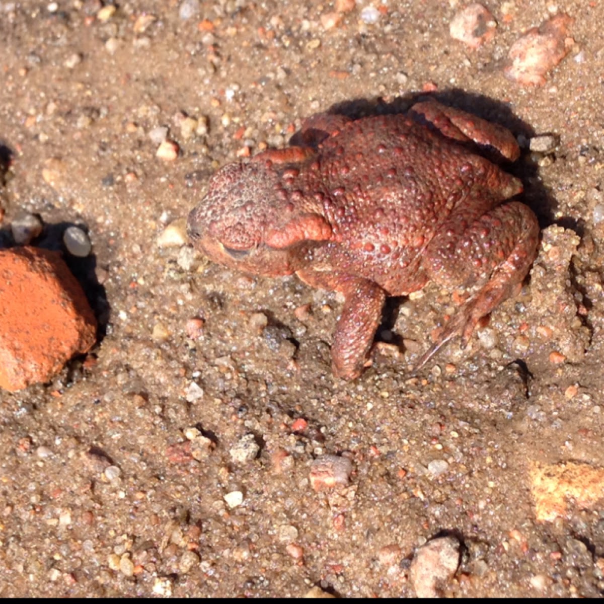 Common Toad