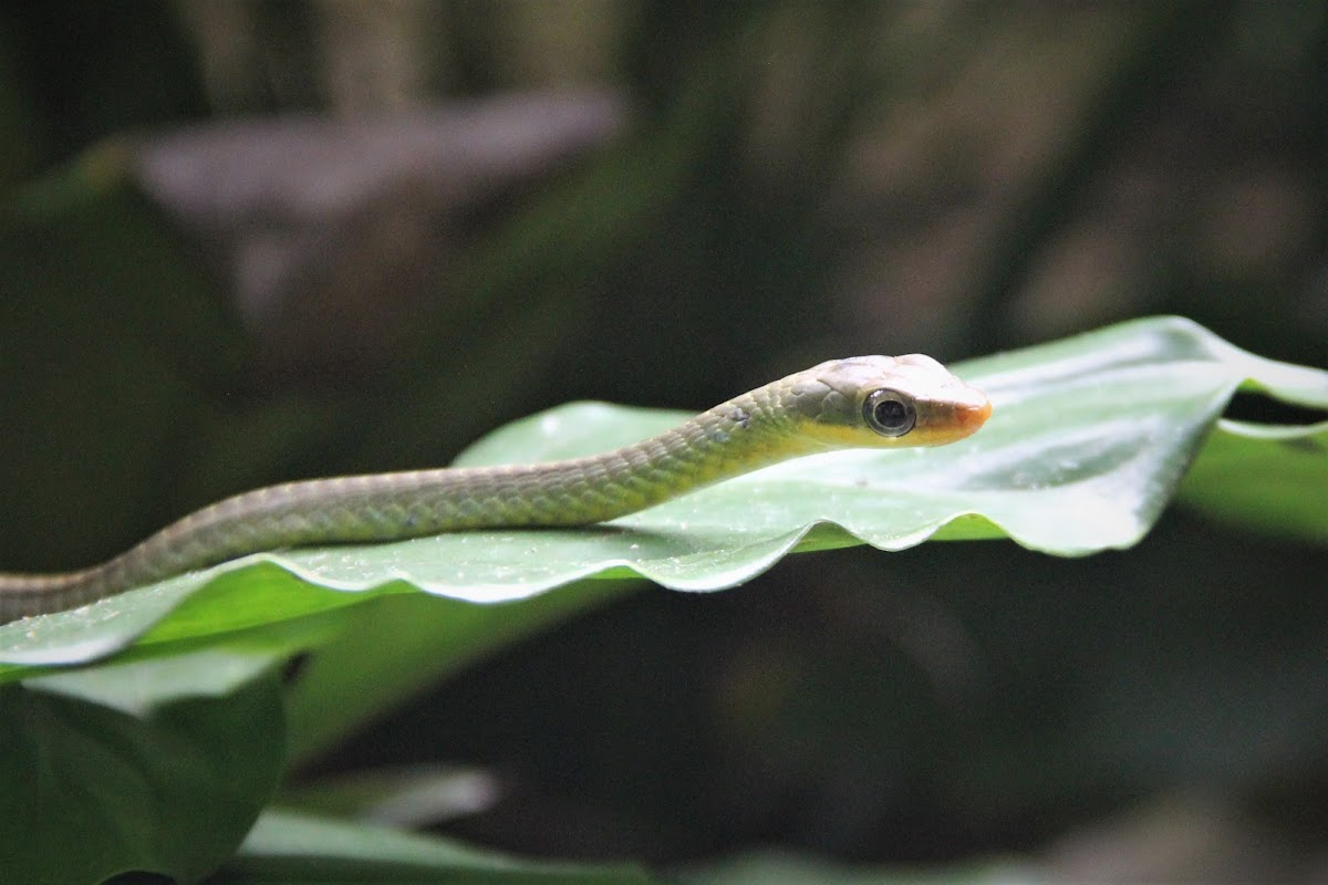 Cobra cipó