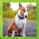 Download Bull Terrier For PC Windows and Mac 1.3