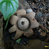 Earth Star Fungus