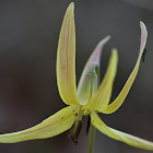 Trout Lily