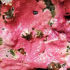 Pink Encrusting Hydrocoral