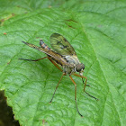 Robber fly