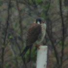 American Kestrel