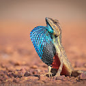 fan-throated lizard