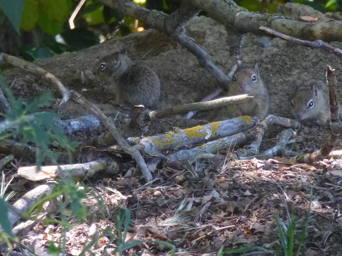 California Ground Squirrel(babies)