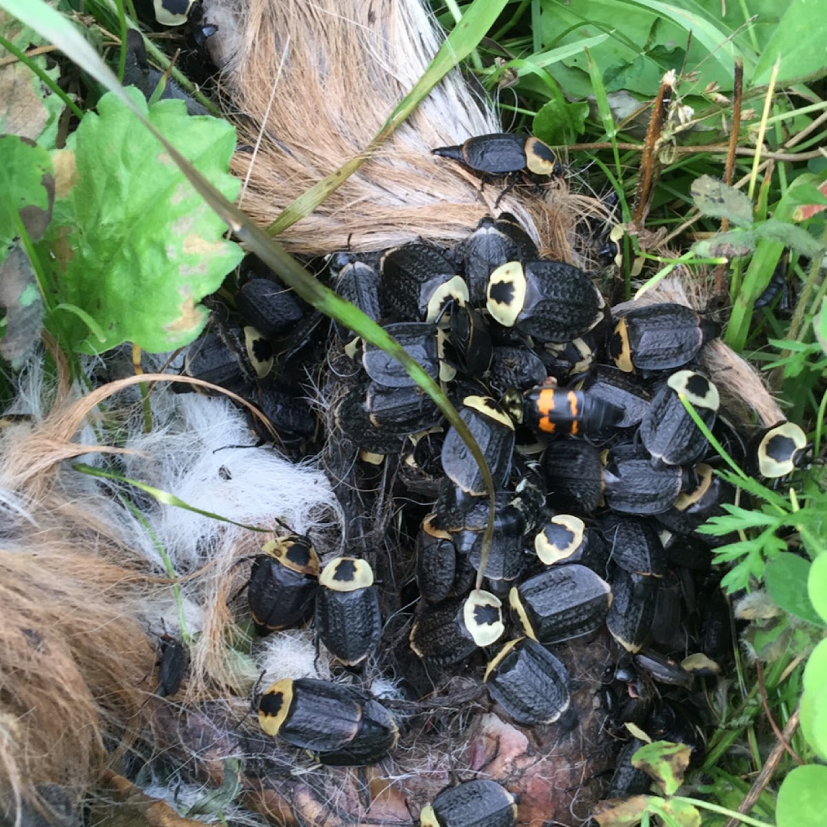 American Carrion Beetle