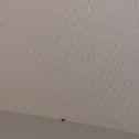 Red House Spider