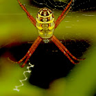 Grass Cross Spider