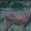 White Tail Deer