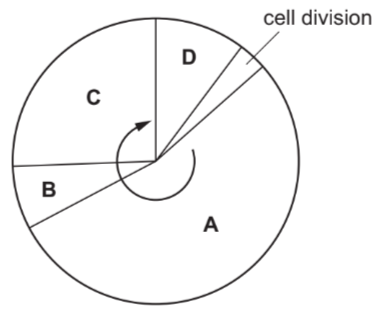 Mitosis