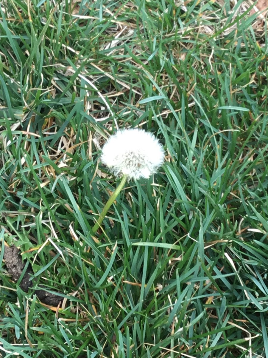 dandelion