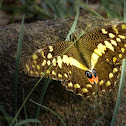 Citrus Swallowtail Butterfly