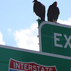 black vulture