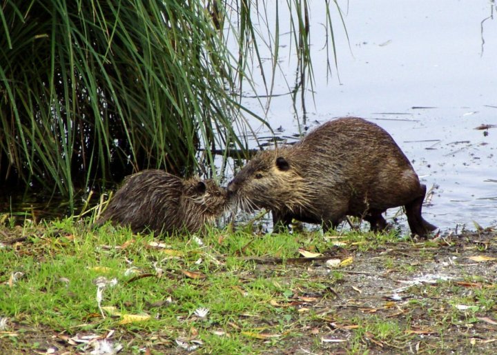 Nutria love di Clod79