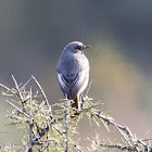 Black Redstart; Colirrojo Tizón