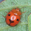 Dog Face (Leaf beetle)