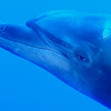 Bottlenose Dolphins