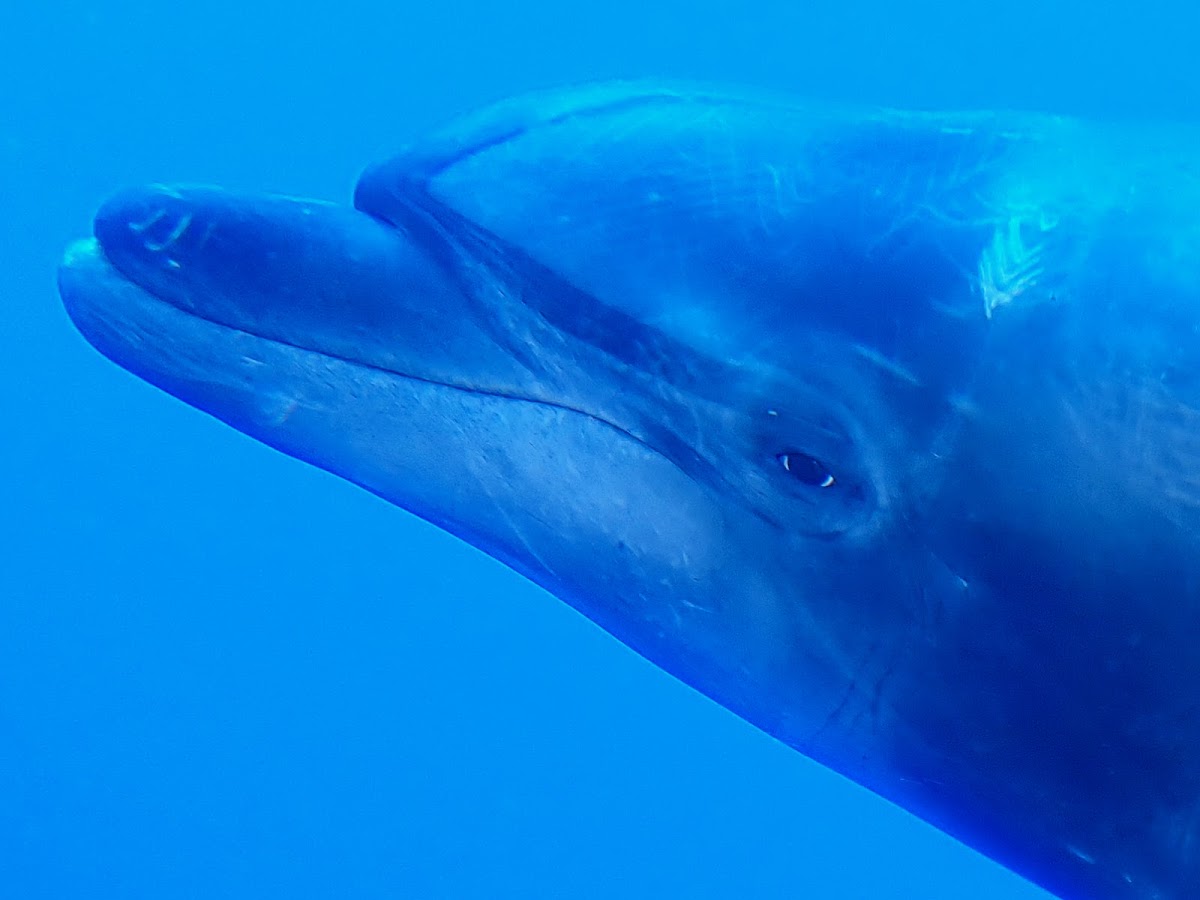 Bottlenose Dolphins